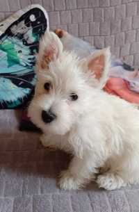 West Highland White Terrier PIESEK