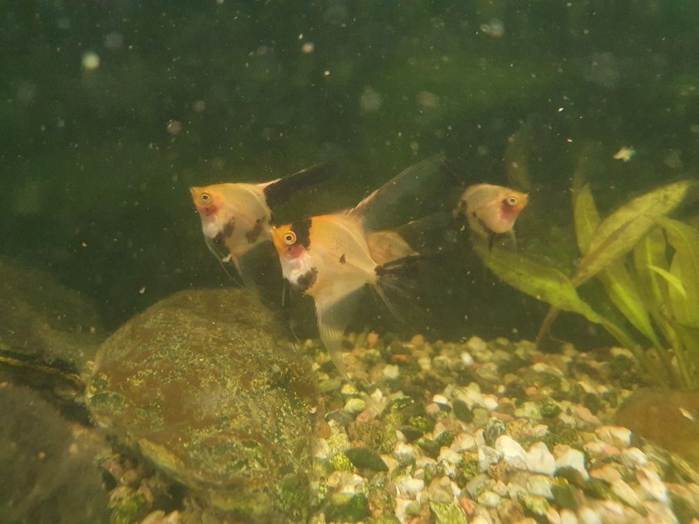 Skalary Red Devil młode od 5 cm