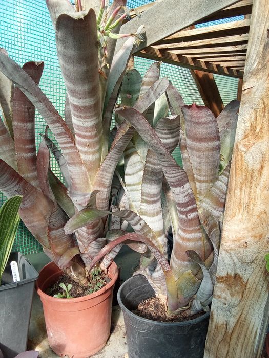 Bromélias billbergia 70cm