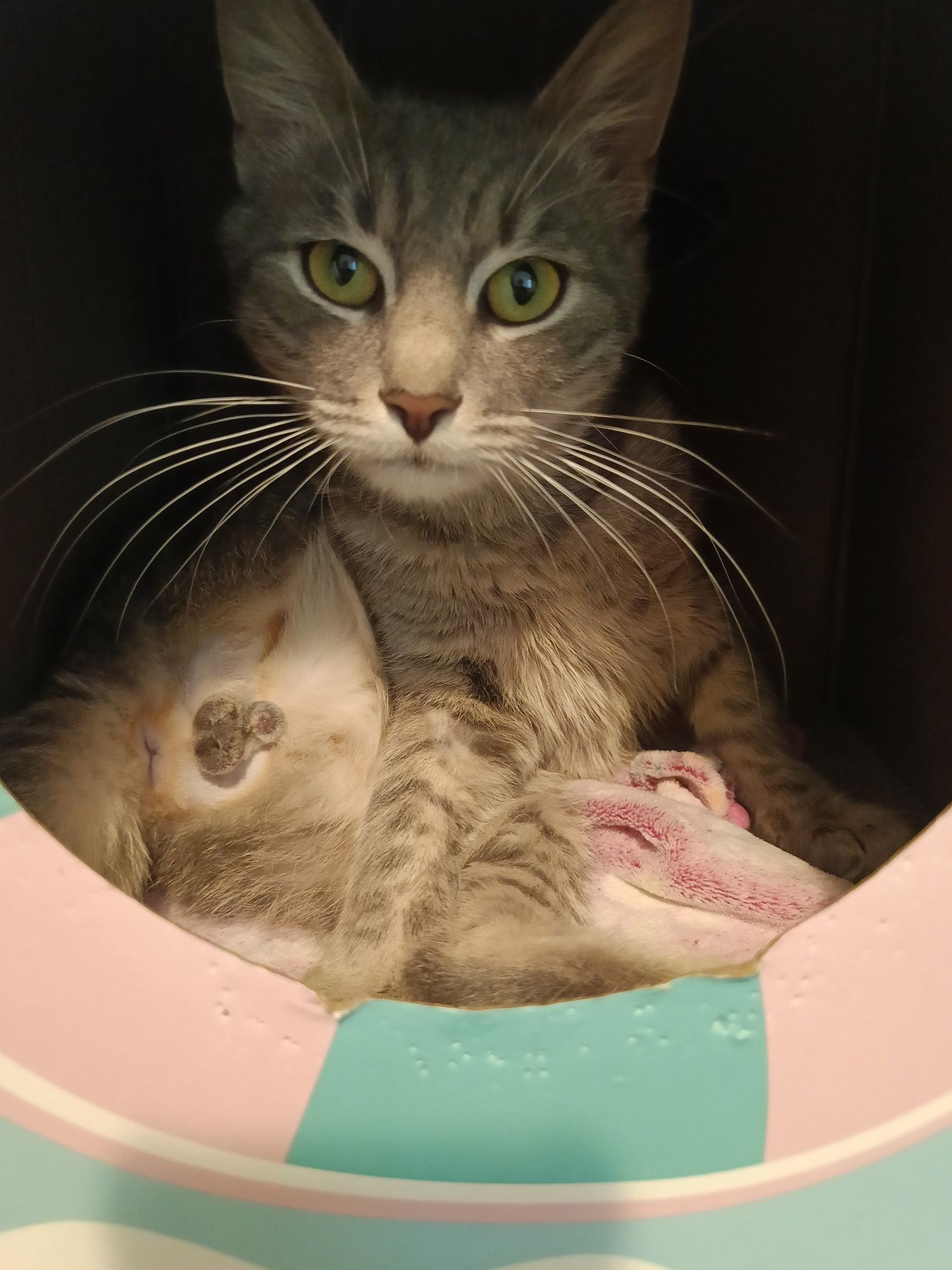 Roczny wykastrowany Silver do adopcji