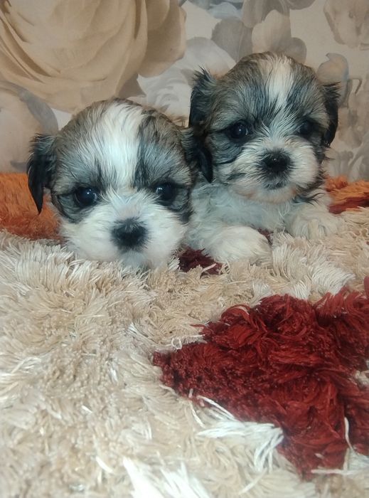 Sprzedam suczkę Shih TZU