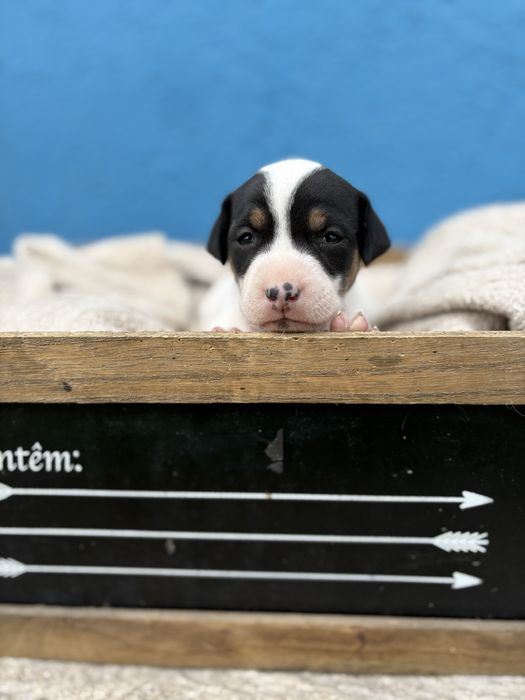 Ratonero Bodeguero Andaluz c/Pedigree