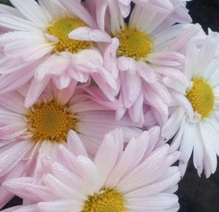 Ковиль трава. Хризантеми крупноквіткові!