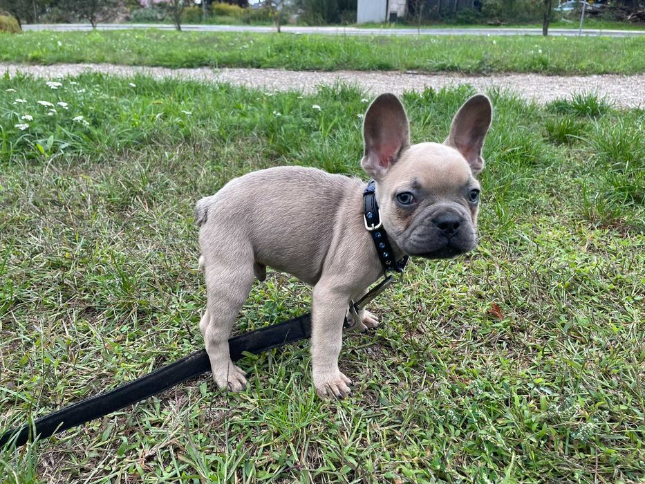 Buldog Francuski, pies Buldoga Francuskiego nie SUKA
