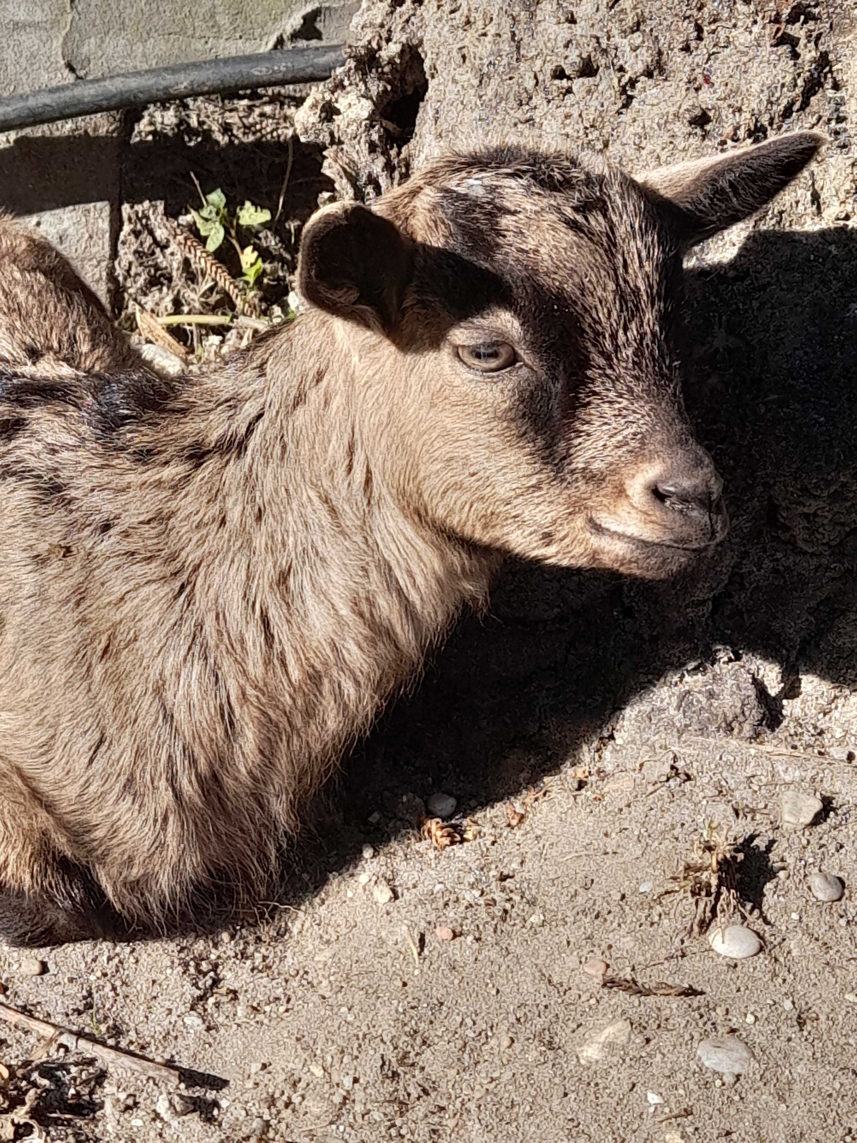 Cabras anãs de Excelente genética