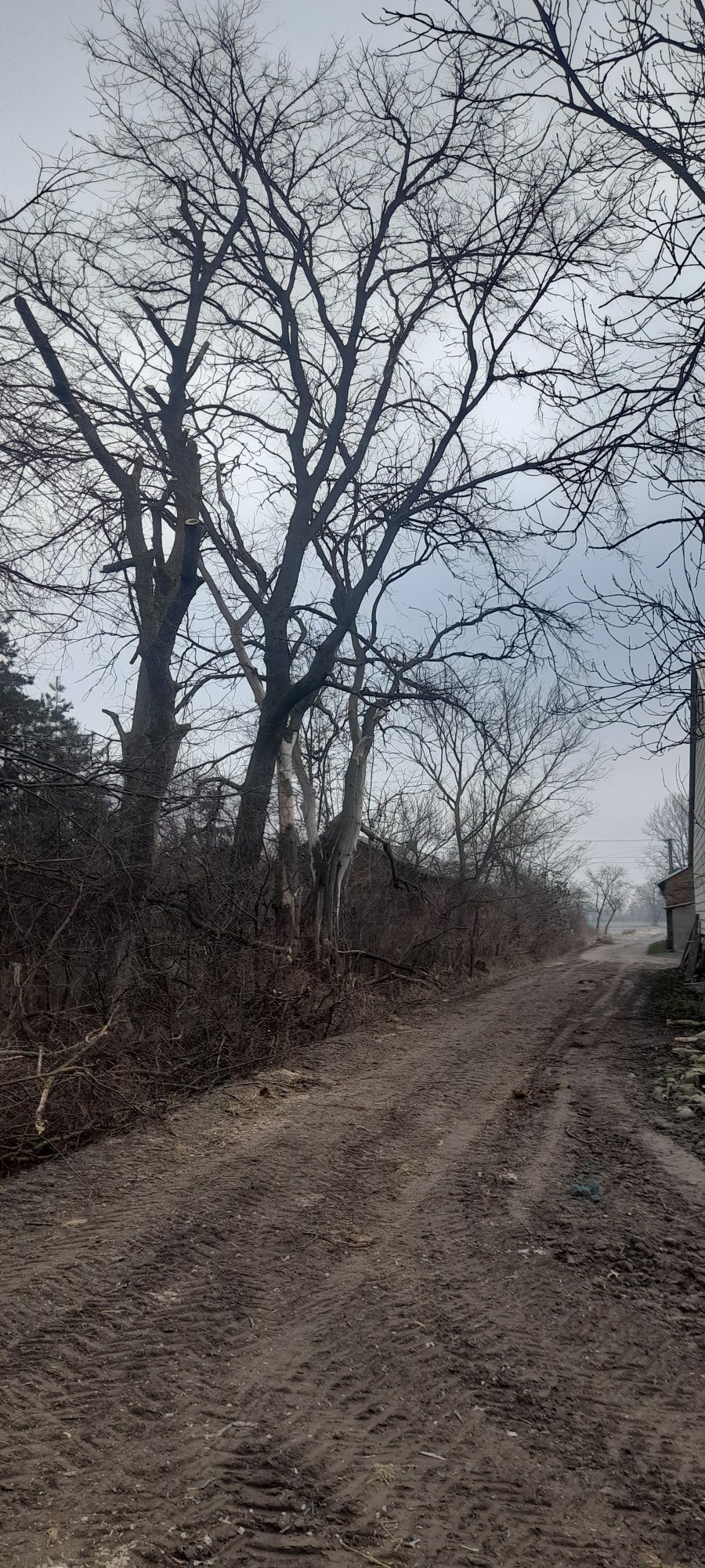 Wycinka drzew cięcie i łupanie