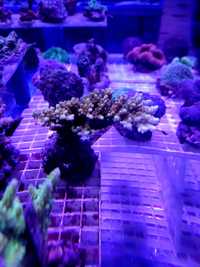 Acropora efflorescens Rzadkość Sklep Zoologiczny Zwierzyniec Olsztyn