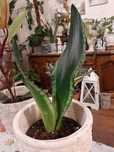 Śliczna Sansevieria Whitney.