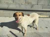 Cachorra luna para adoção