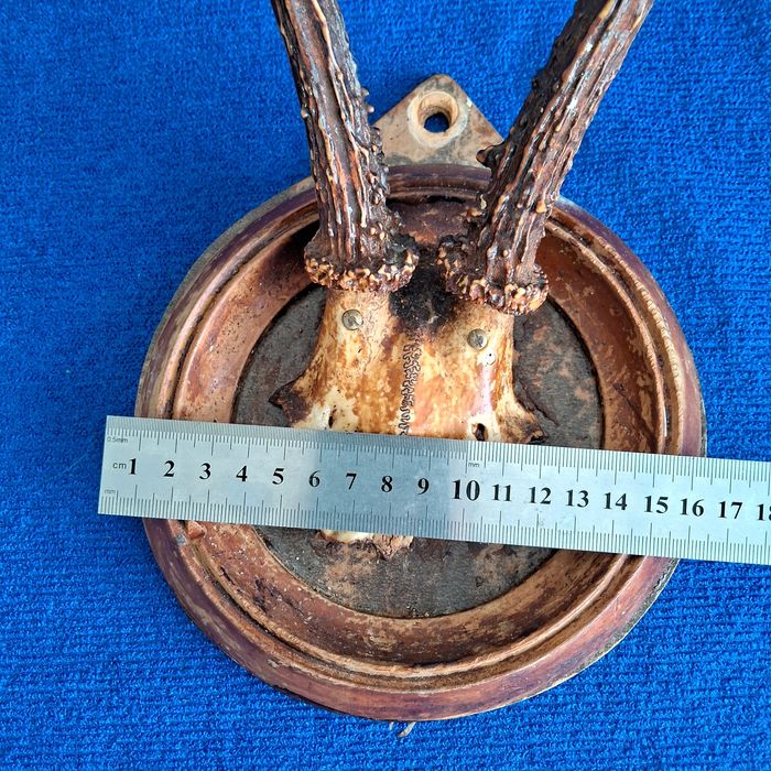 Рога косули на медальоне 21см