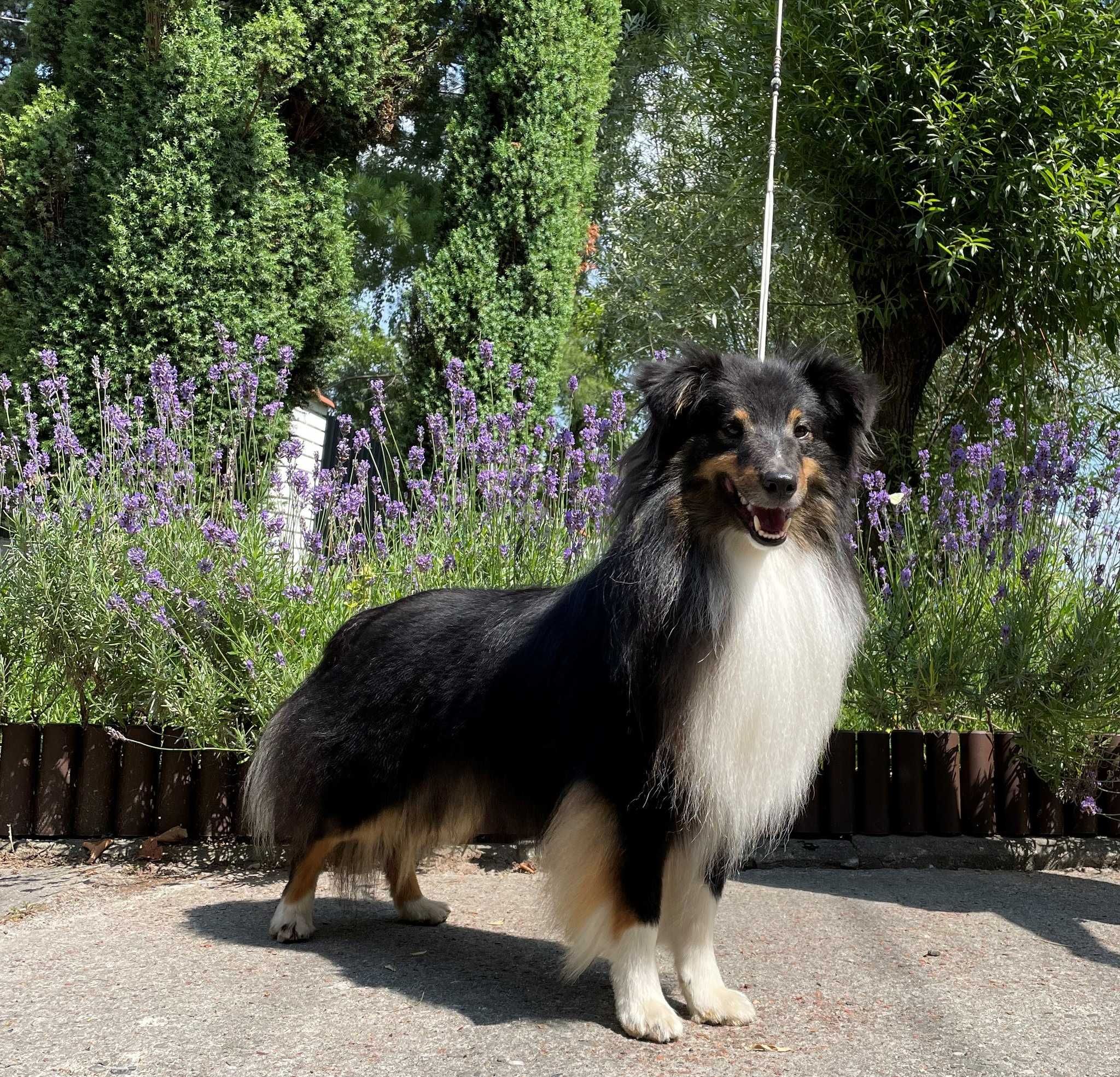 owczarek szetlandzki, sheltie, shetland sheepdog, FCI, ZKwP - piesek