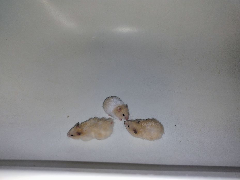 Хом'як Сирійський красиві кольори