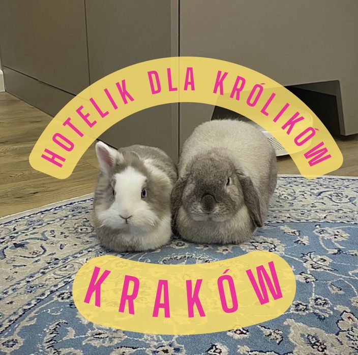 Hotel dla królików opieka — Kraków