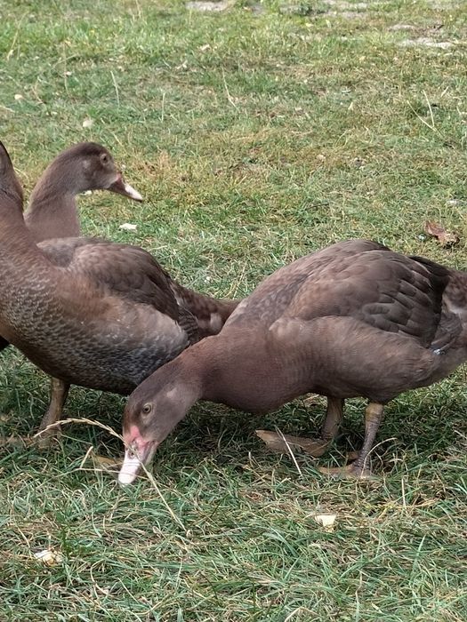 Kaczki piżmowe młode