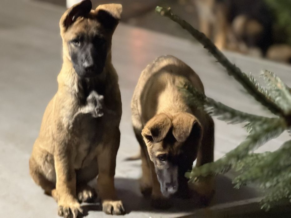 Щенки немецкой овчарки Харьков