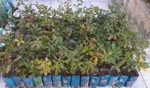 Carvalhos Alvarinho para plantar