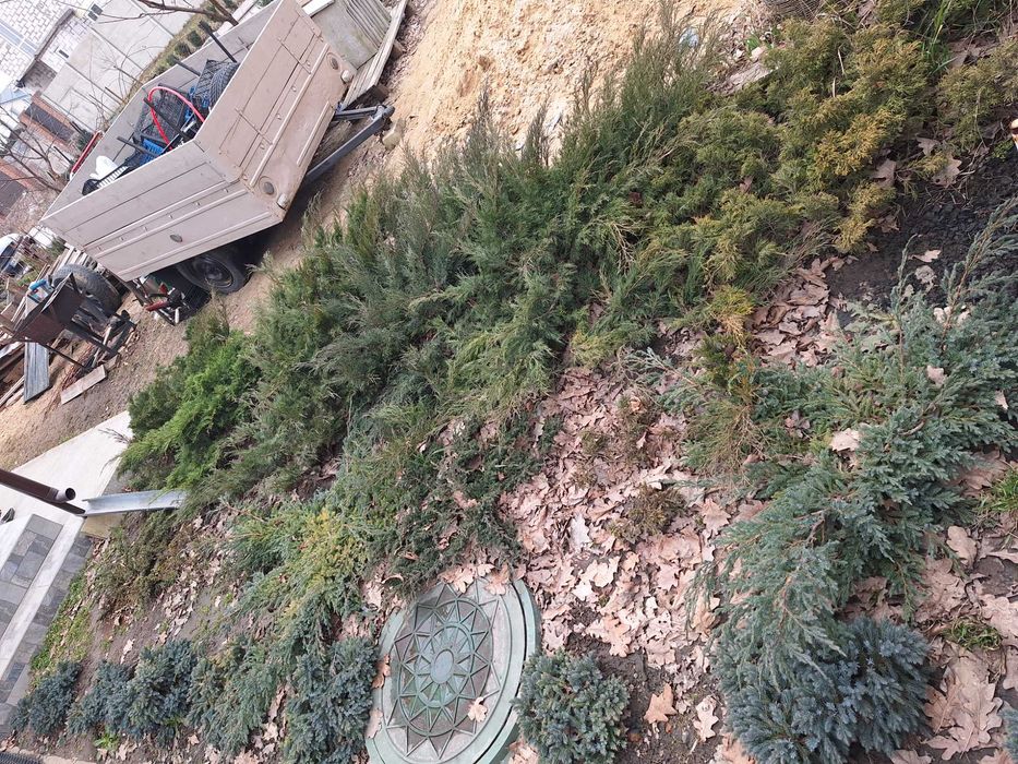 Продаються великі рослини Ялівець, Яловець. Їм більше 5 років.