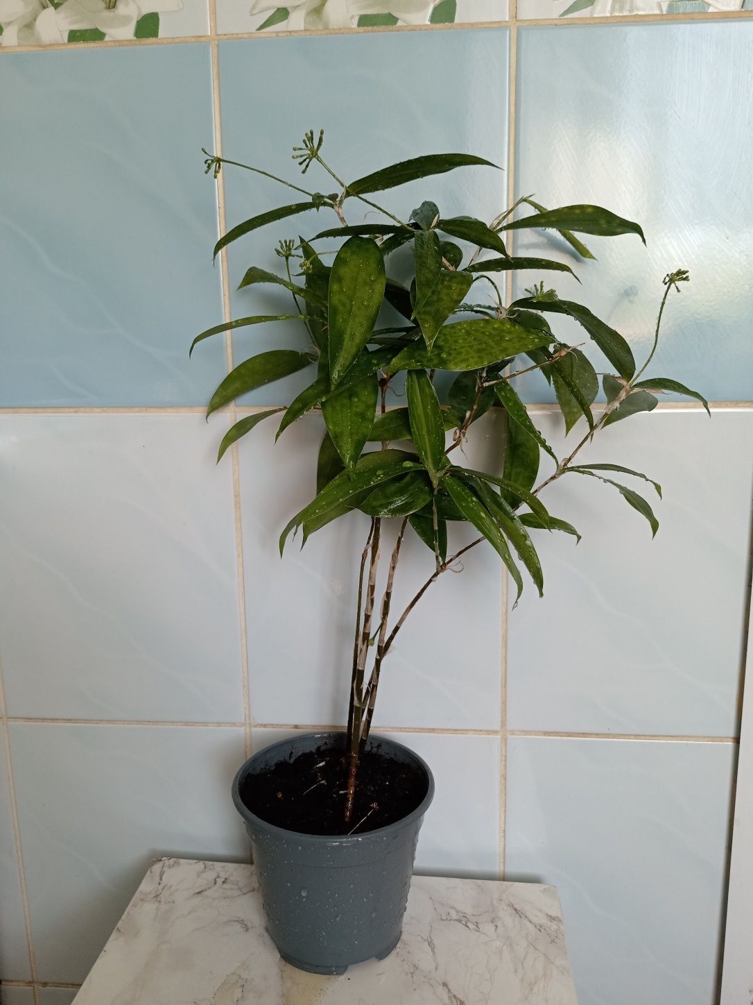 Драцена Суркулоза