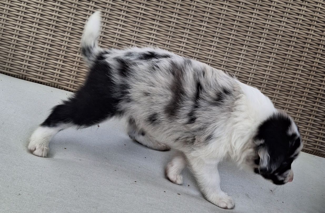 Border Collie chłopak po championie blue merle ZKwP