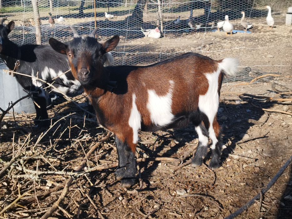 Cabrinhas anãs  para  companhia