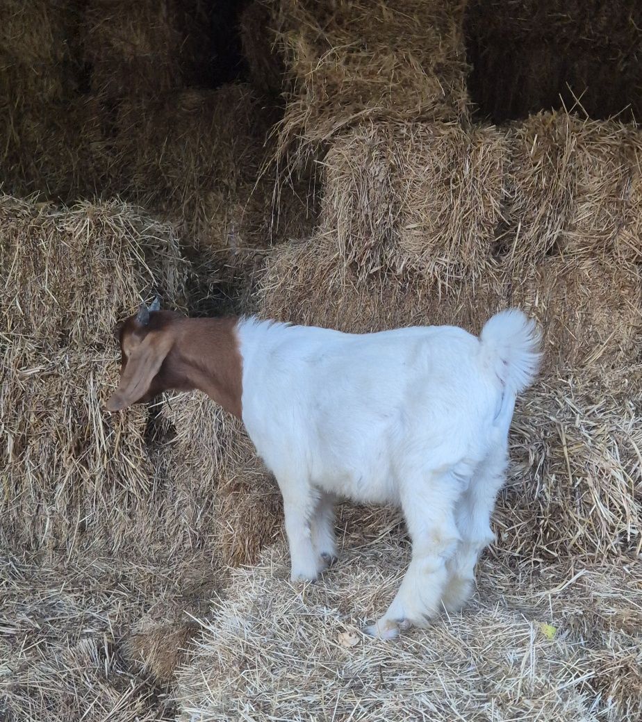 Cabrito boer puro