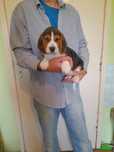 Beagle szczeniak tricolor