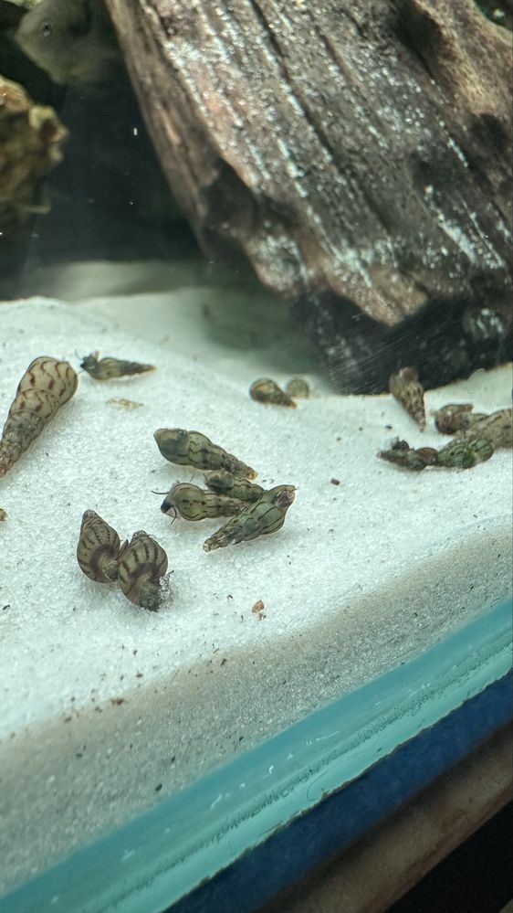 Caracois ( Melanoides tuberculata )