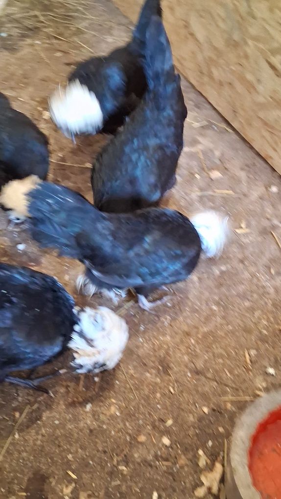 Sprzedam czubatki holenderskie