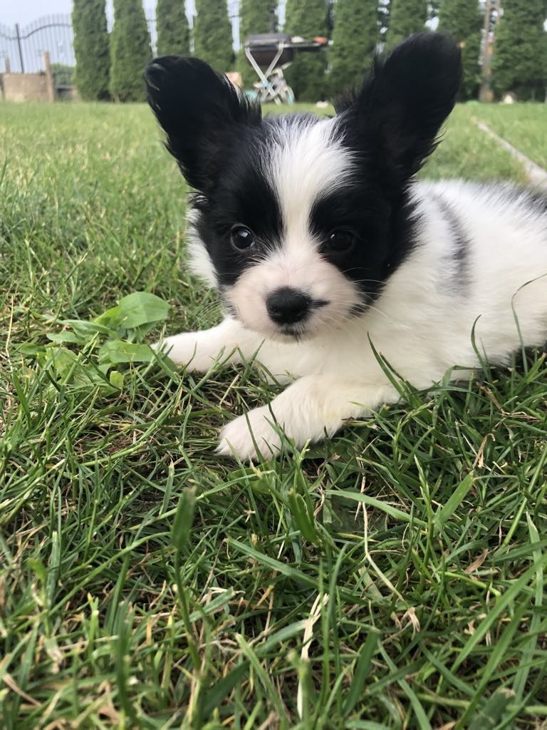 Szczeniaczek Papillon