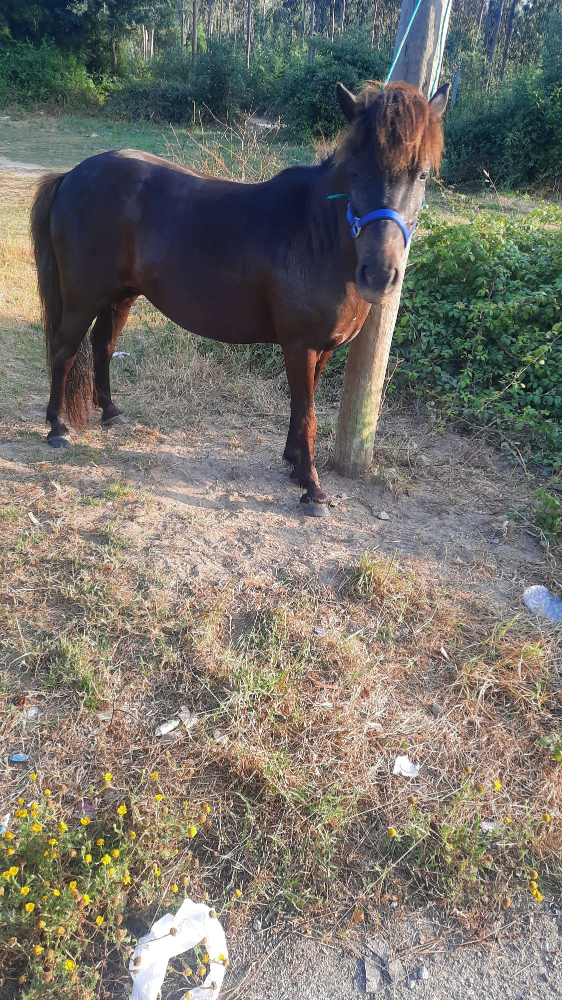 Ponei femea 5 anos