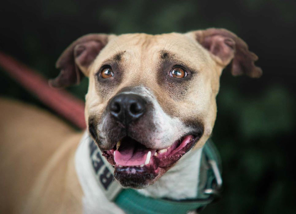 Piękna pitbullka Renesme szuka mądrego domu