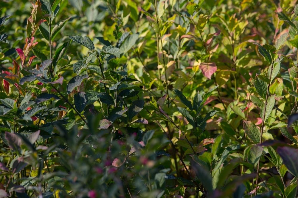Trzmielina Pospolita (Euonymus Europaeus) wysokość 50-70 cm, donica 2l