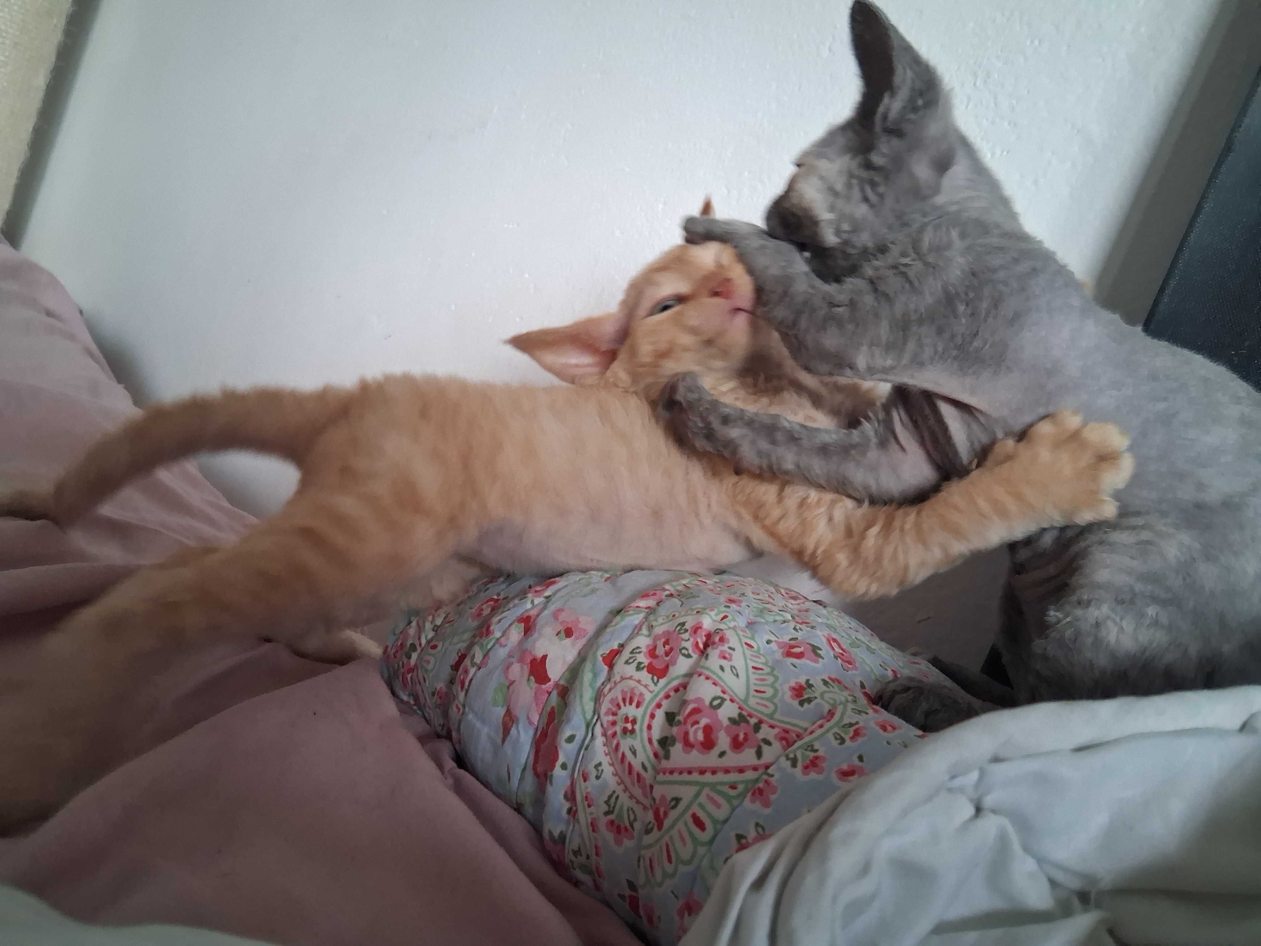 Miziasty rudy kocurek Devon Rex,FPL