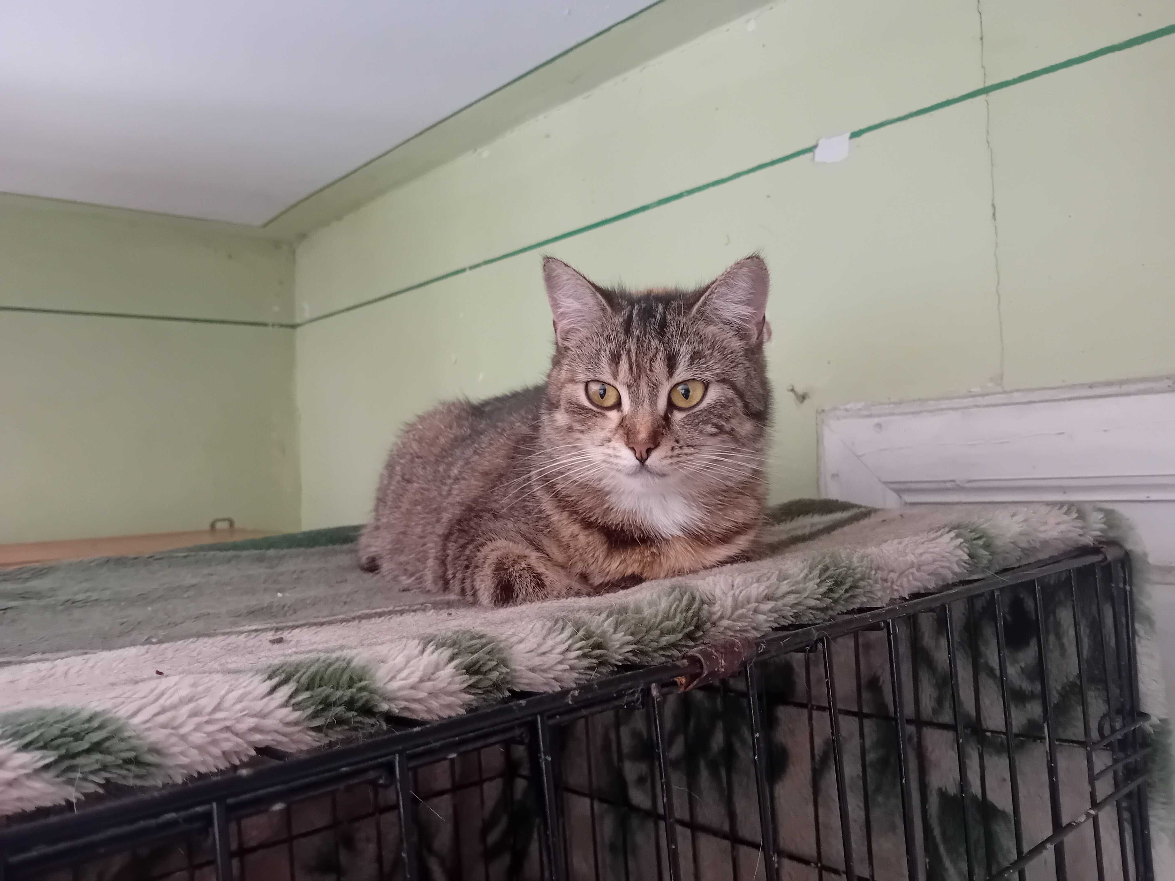 Plamka,ok.9 miesięczna koteczka do adopcji.
