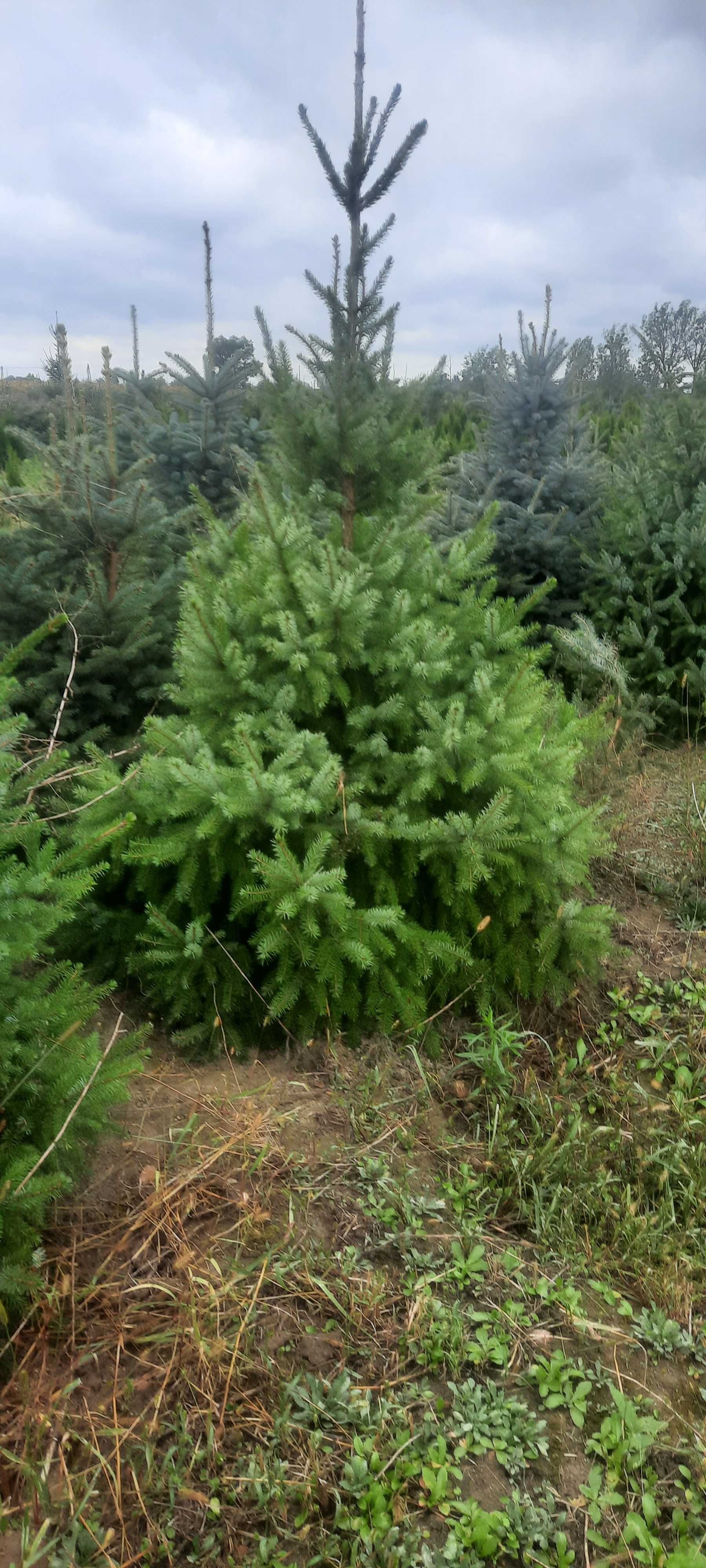 Świerk Serbski Picea omorica duży wybór Iglaki Ocieszyn