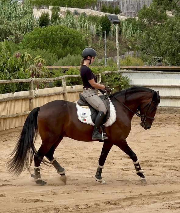 Lusitano Puro Filho Campeão Europeu Equitação de trabalho