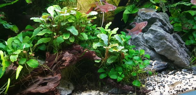 bucephalandra wavy green (planta de aquário)