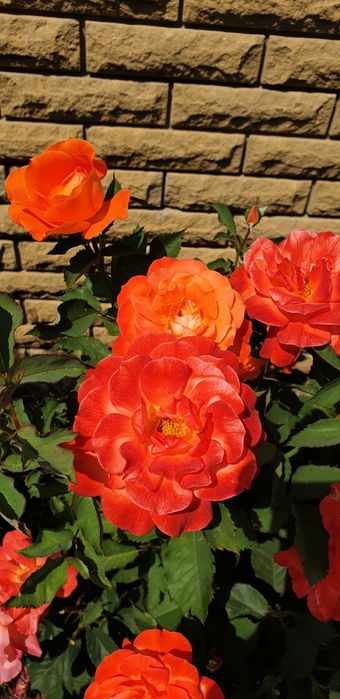 Саженцы розы" Супер Трупер","Романза","Хулио Иглесиас","Ред интуишн"