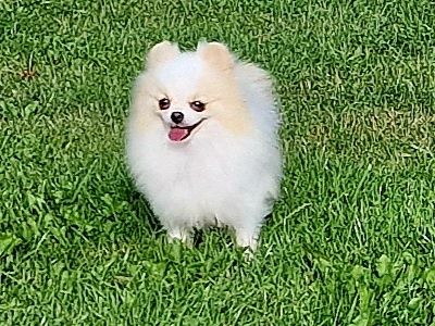 Szpic miniaturowy Pomeranian ZKwP ZKwP.