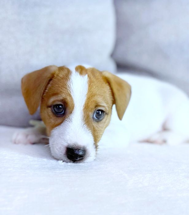 Накйкращі красуні джек рассел ‼️