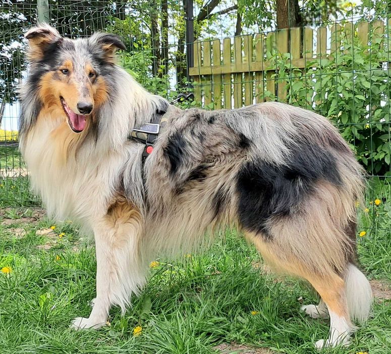 Gotowy do odbioru*Szczeniaczek Owczarek Szkocki Collie