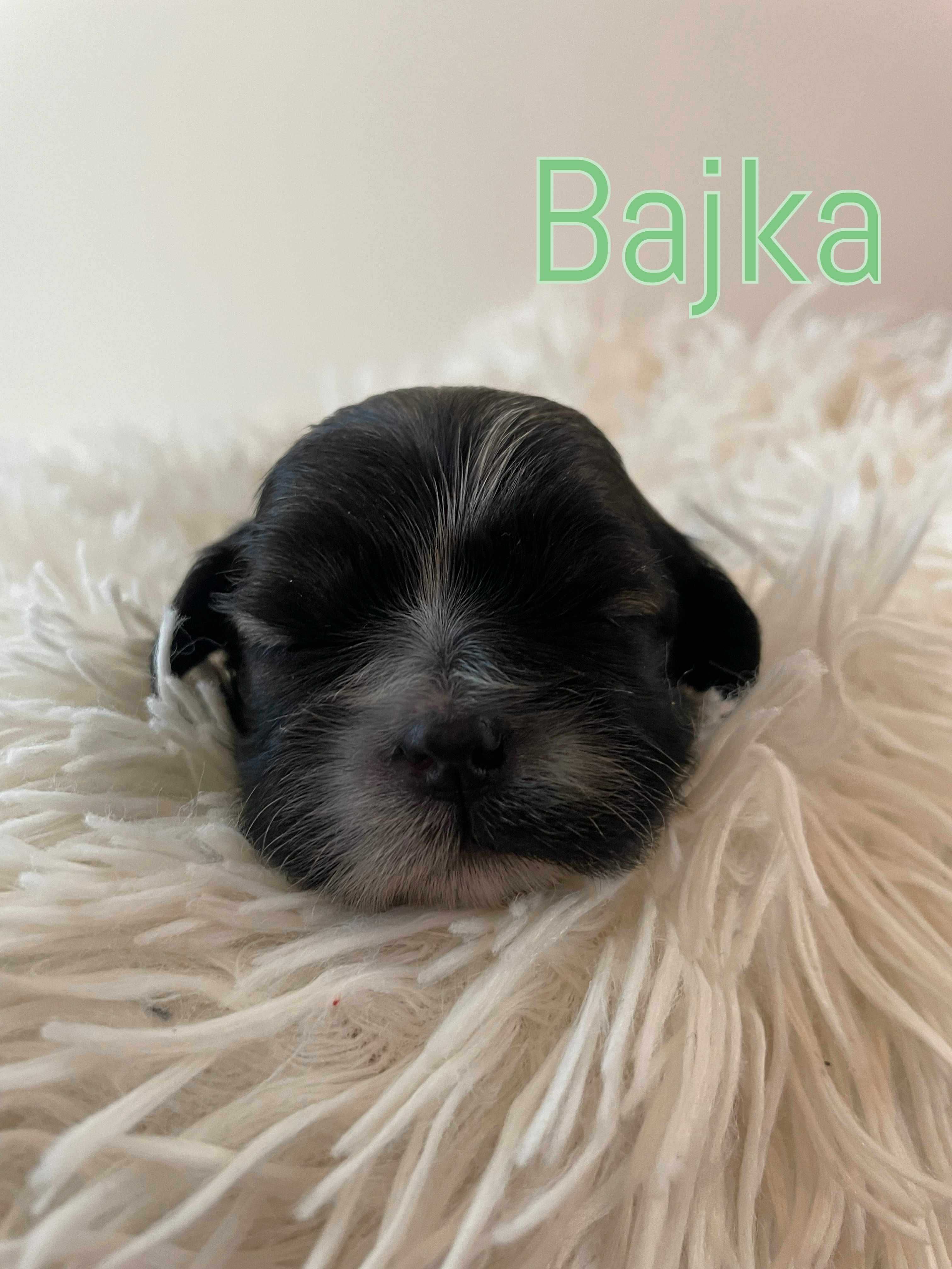 Shih tzu z rodowodem