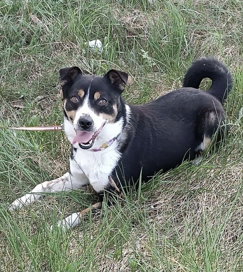 Piesek 3-letni do adopcji