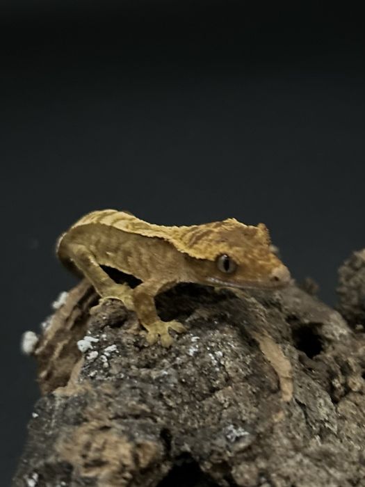 Młody Gekon Orzęsiony pinstripe nsex