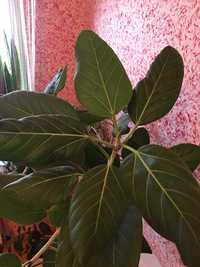 Фикус редкий вид бархатный лист.Бенгальский фикус