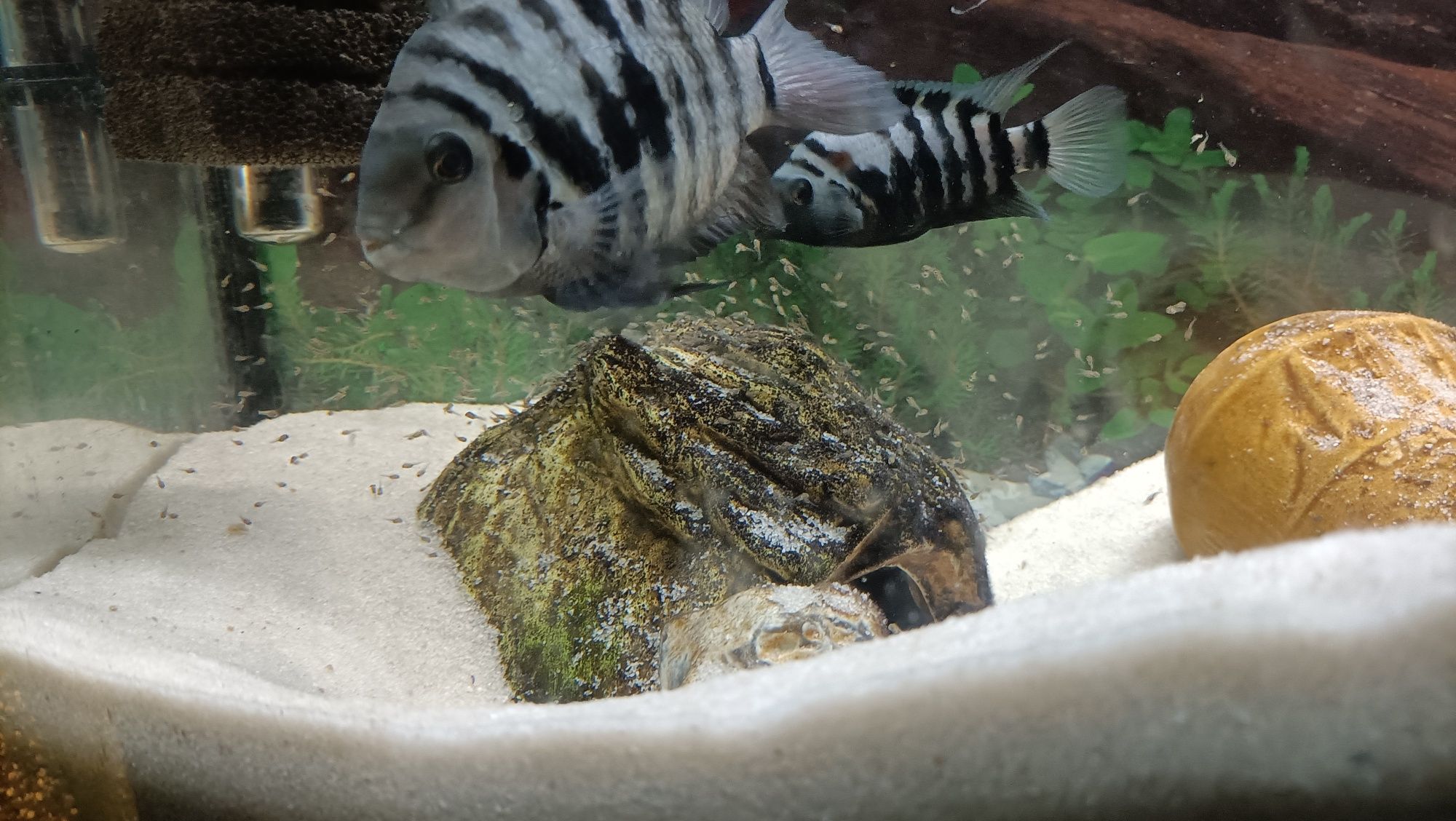 Pielęgnice ZEBRA
