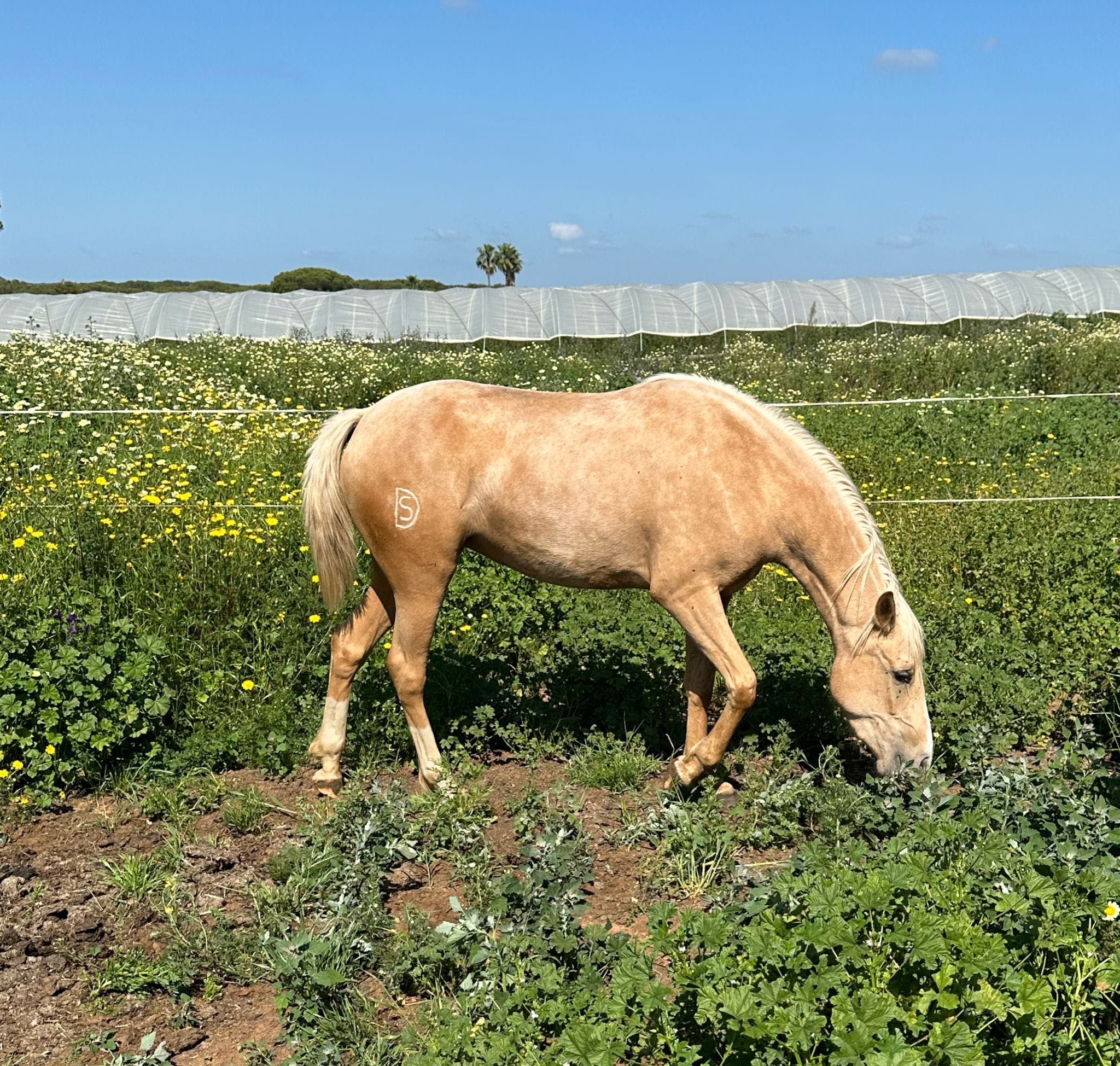 Poldra Lusoarabe palomina