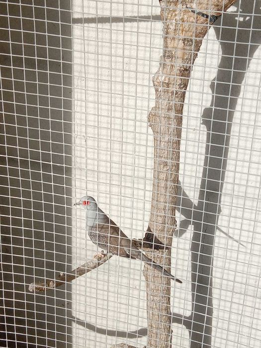 Aves variadas 1 €