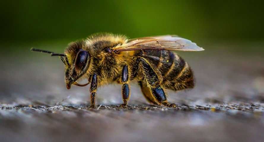 Продам бджолопакети, бджолосім'ї, пчёлопакеты 2023