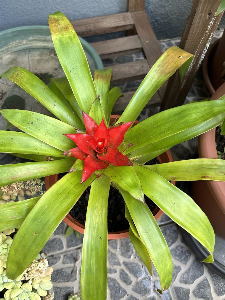 Vaso de Bromelia com ou sem flor